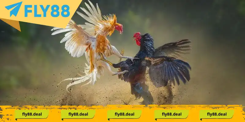 Đá gà bằng kỹ thuật này cực kỳ linh động và đa dạng